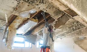 Best Environmental Consulting for Mold Prevention  in New Glarus, WI